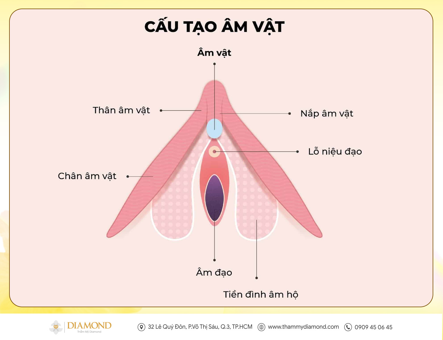 Cấu tạo âm vật