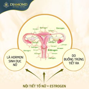 Nội tiết tố nữ estrogen